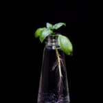 Example of a propagated plant